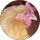 Lorna Day profile picture